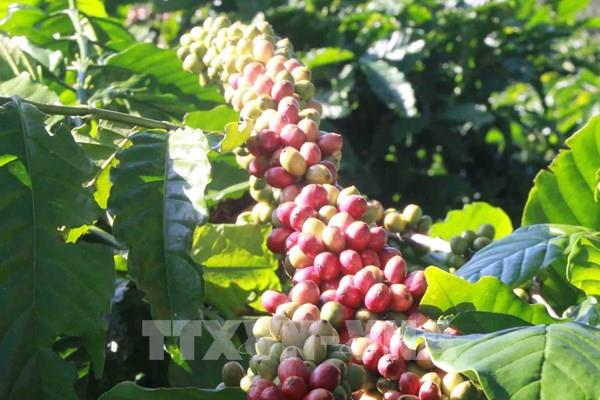 Thị trường nông sản tuần qua: Giá cà phê giảm mạnh