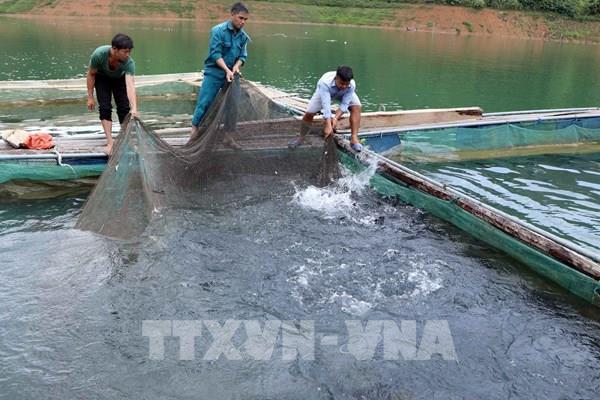 Hướng đi mới từ nuôi cá lồng trên lòng hồ thủy điện