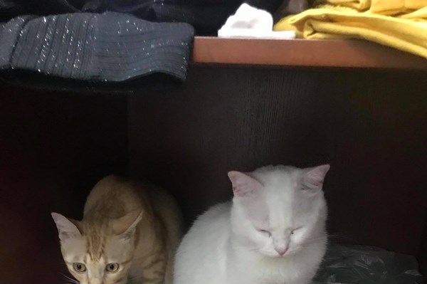 Nuôi chó, mèo trong chung cư có bị cấm hay không?