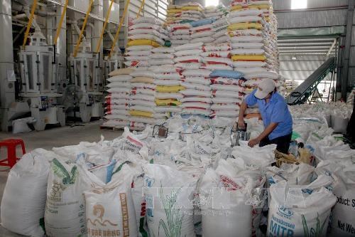 Thị trường nông sản thế giới tuần qua: Giá gạo Việt Nam, Thái Lan và Ấn Độ đều giảm
