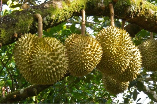 Khánh Hòa có 18 sản phẩm OCOP được xếp hạng 3 sao