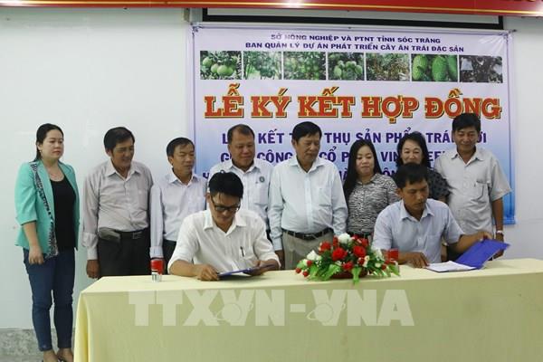 Liên kết tiêu thụ sản phẩm trái bưởi Sóc Trăng