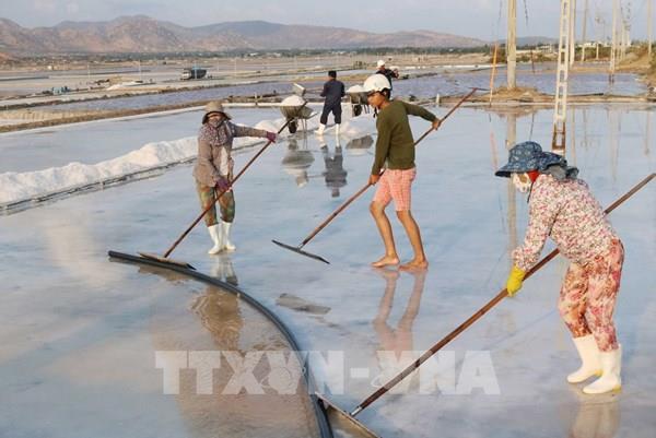 Đổi mới sản xuất để phát triển bền vững nghề muối