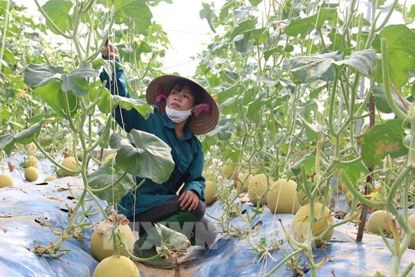 Trồng dưa lưới và dưa vàng thơm công nghệ cao thu lãi tiền tỷ