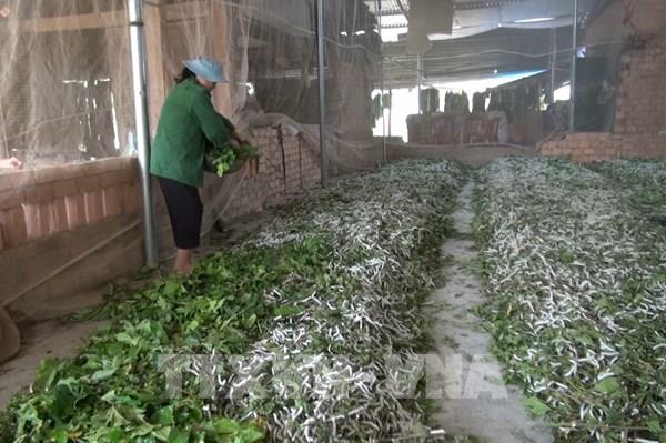 Giải pháp công nghệ cho sản xuất dâu, tằm, tơ xuất khẩu