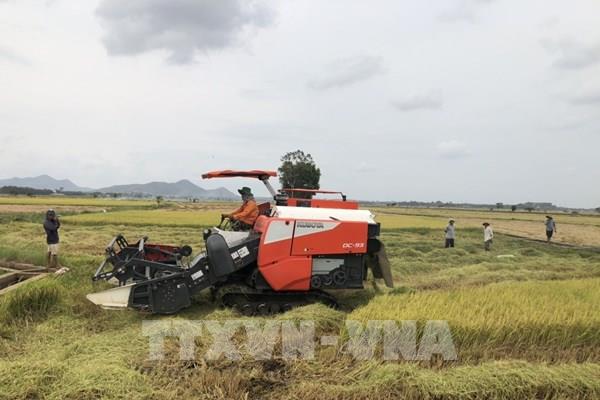 Giá lúa Hè Thu tại Bà Rịa - Vũng Tàu tăng