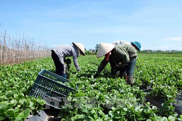 Cơ hội để doanh nghiệp xuất khẩu rau quả tiếp cận thị trường Hà Lan