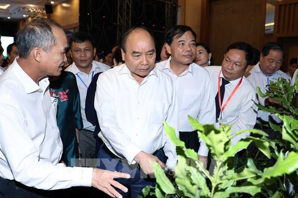 Thủ tướng Nguyễn Xuân Phúc: Cây mắc ca "đi sau nhưng phải về trước"