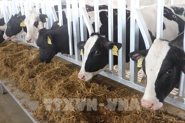 Trang trại TH tại Phú Yên đón đàn bò sữa cao sản thuần chủng đầu tiên