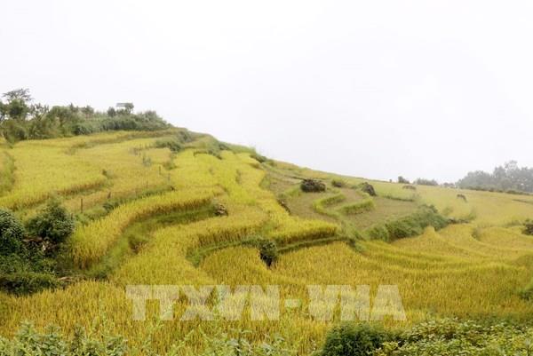 Mùa vàng trên đại ngàn Y Tý