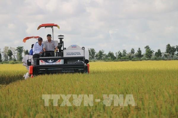 Cơ hội xuất khẩu gạo Việt Nam sang thị trường Australia