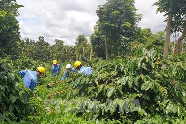 Giá cà phê trong nước của Việt Nam giảm tuần thứ hai liên tiếp