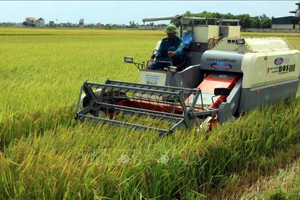 Nông dân Hải Dương có vụ Mùa bội thu