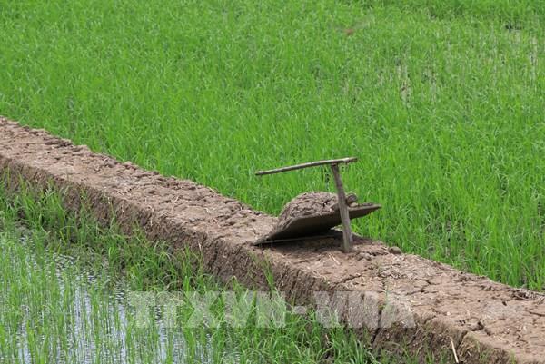 Những bẫy chuột độc đáo và hiệu quả của nông dân Đồng Tháp