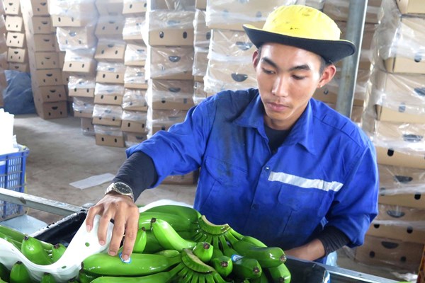 Quảng Ngãi thành công với mô hình xuất khẩu chuối Nam Mỹ