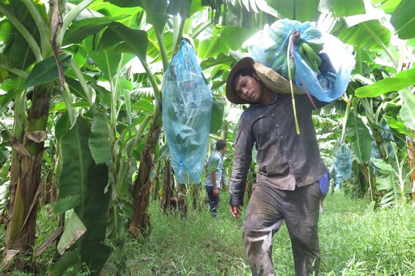 Gia Lai thêm 10 mã số vùng trồng và 13 cơ sở đóng gói đủ điều kiện xuất khẩu