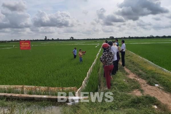 Nông dân hào hứng với việc xử lý rơm rạ bằng chế phẩm vi sinh Sumitri