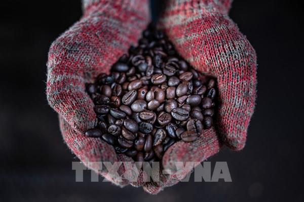 Colombia lo ngại hiện tượng La Nina ảnh hưởng đến sản lượng cà phê