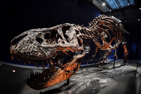 Bộ xương khủng long hoàn chỉnh nhất thế giới được bán với giá cao kỷ lục​