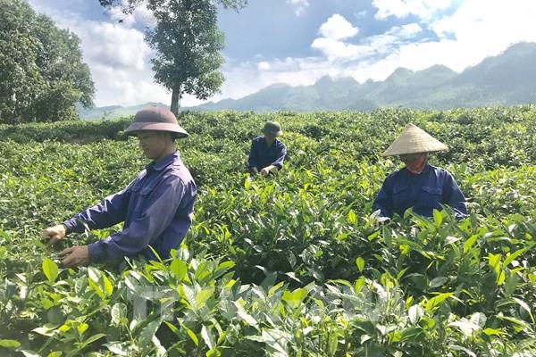 "Đũa thần" giúp nông nghiệp Lào Cai chuyển mình
