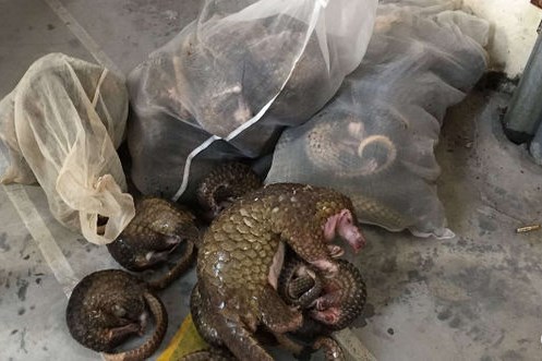 Vận chuyển trái phép động vật hoang dã bị cấm có thể bị phạt tù 15 năm