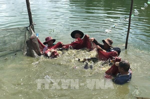 Thu tiền tỷ từ mô hình nuôi cá rô phi Philipines