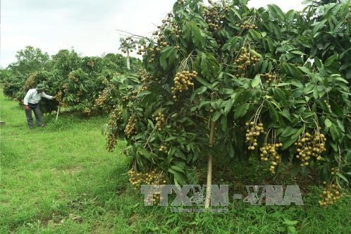 Trở thành tỷ phú từ trồng nhãn Ido