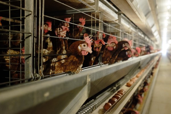 Làm gì để hoàn thiện chuỗi giá trị nông sản?