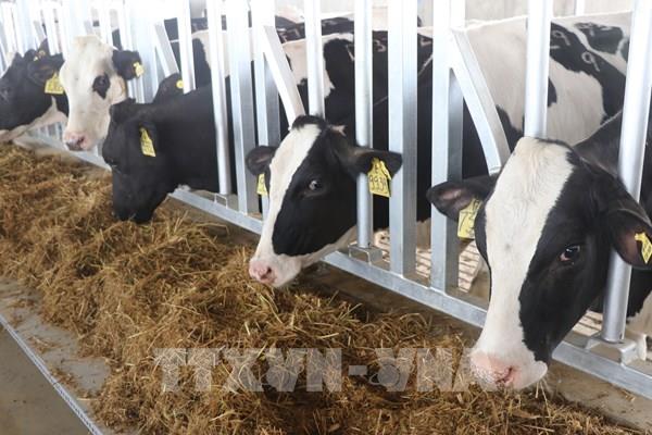 Cổ phiếu Mộc Châu Milk được chấp thuận giao dịch trên UPCoM