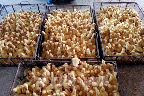 Hưng Yên thí điểm nuôi vịt an toàn sinh học theo hướng VietGap