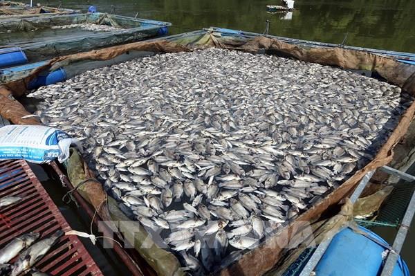 80 tấn cá lồng chết bất thường trên hồ Hồng Khếnh, Điện Biên