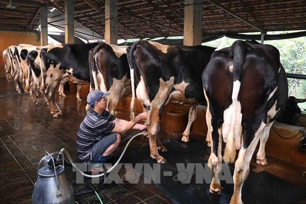 Hỗ trợ lai tạo giống nhập ngoại cho đàn gia súc