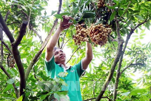 Hưng Yên coi trọng nông nghiệp công nghệ cao