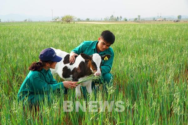 Dự kiến nhập hơn 1.000 con bò sữa Mỹ về trang trại Vinamilk Quảng Ngãi 