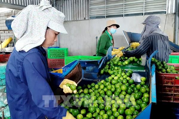 Long An đưa nông sản vào chuỗi giá trị sản xuất