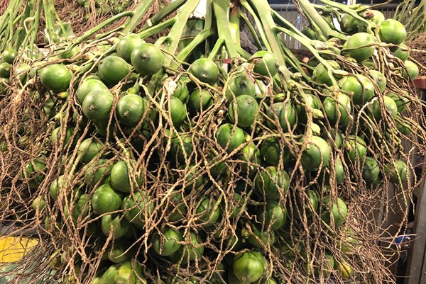 Giá cau tại Quảng Ngãi tăng gấp đôi