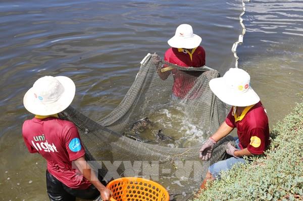Nông dân Khánh Hòa nuôi cá mú đạt hiệu quả kinh tế cao