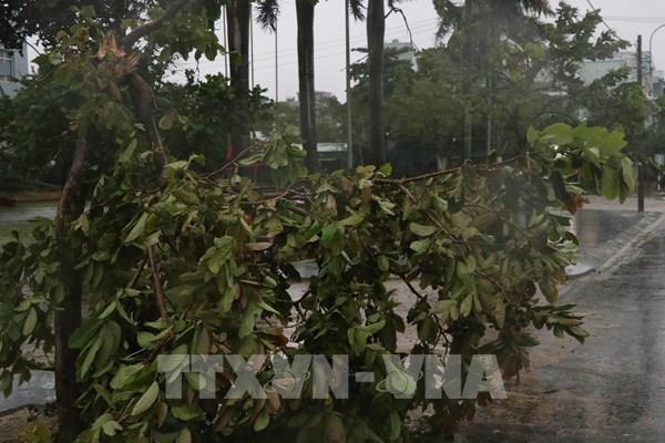 Phú Yên mưa rất to, nhiều cây xanh ngã đổ, 38 xã đang mất điện