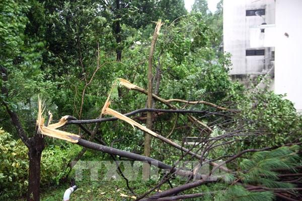 Bão số 9: Quảng Nam có gió to và mưa lớn từ 150 - 300 mm, hàng loạt cây xanh bị gãy đổ