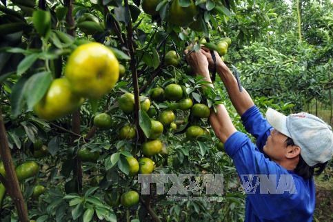 Phê duyệt đề án bảo tồn diện tích quýt Hồng hơn 500 ha