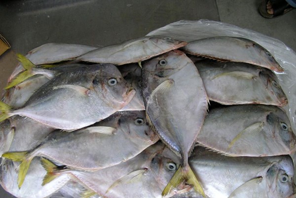 Phát hiện virus SARS-CoV-2, Trung Quốc đình chỉ nhập khẩu thủy sản của FIREXPA S.A