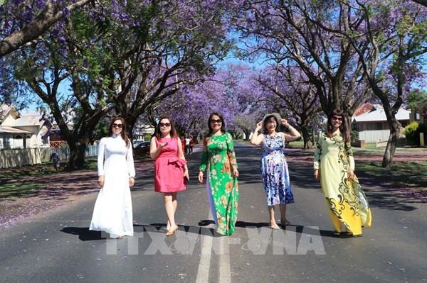 Rực rỡ mùa hoa phượng tím tại thị trấn Grafton, bang News South Wales, Australia