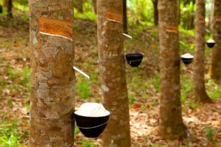 Giá cao su Thái Lan đang tăng cao