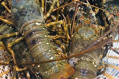 Australia tạm dừng xuất khẩu tôm hùm bông sang Trung Quốc