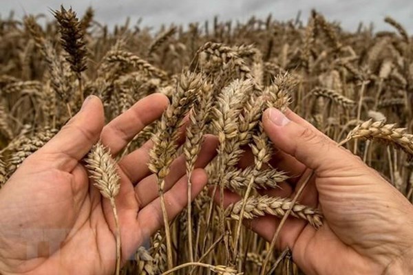 Doanh nghiệp Australia tìm cách tăng xuất khẩu lúa mạch vào Việt Nam