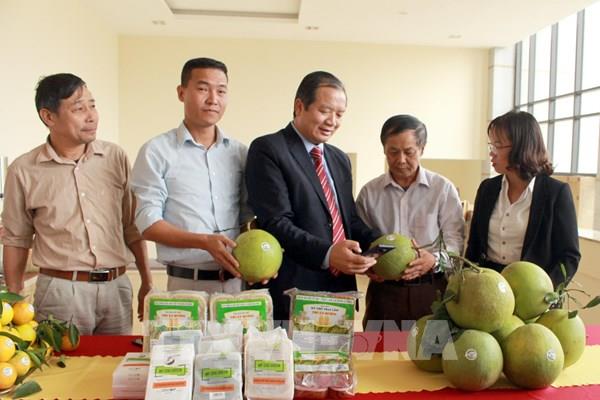 Giải pháp nào phát triển bền vững cây có múi tại các tỉnh phía Bắc?