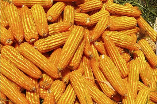 Bayer Việt Nam hỗ trợ ngô giống cho nông dân Đồng Nai và Bà Rịa-Vũng Tàu