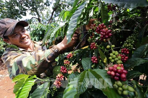 Hiệp định RCEP: Cơ hội phát triển chuỗi giá trị nông sản Việt ra thế giới