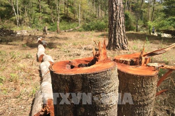 Vụ phá rừng phòng hộ ở Lâm Đồng: Nhiều dự án để xảy ra mất rừng