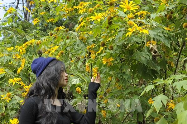 Đi dù lượn khinh khí cầu ngắm hoa dã quỳ